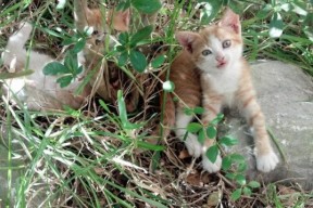 九游娱乐官方平台-天府新区轻艇马拉松赛艇如飞，天府新区半程马拉松