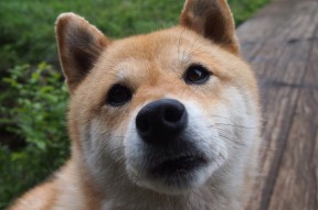 九游体育网址-印度乒乓队未来：加强赛前准备与战术优化，印度乒乓球加纳纳