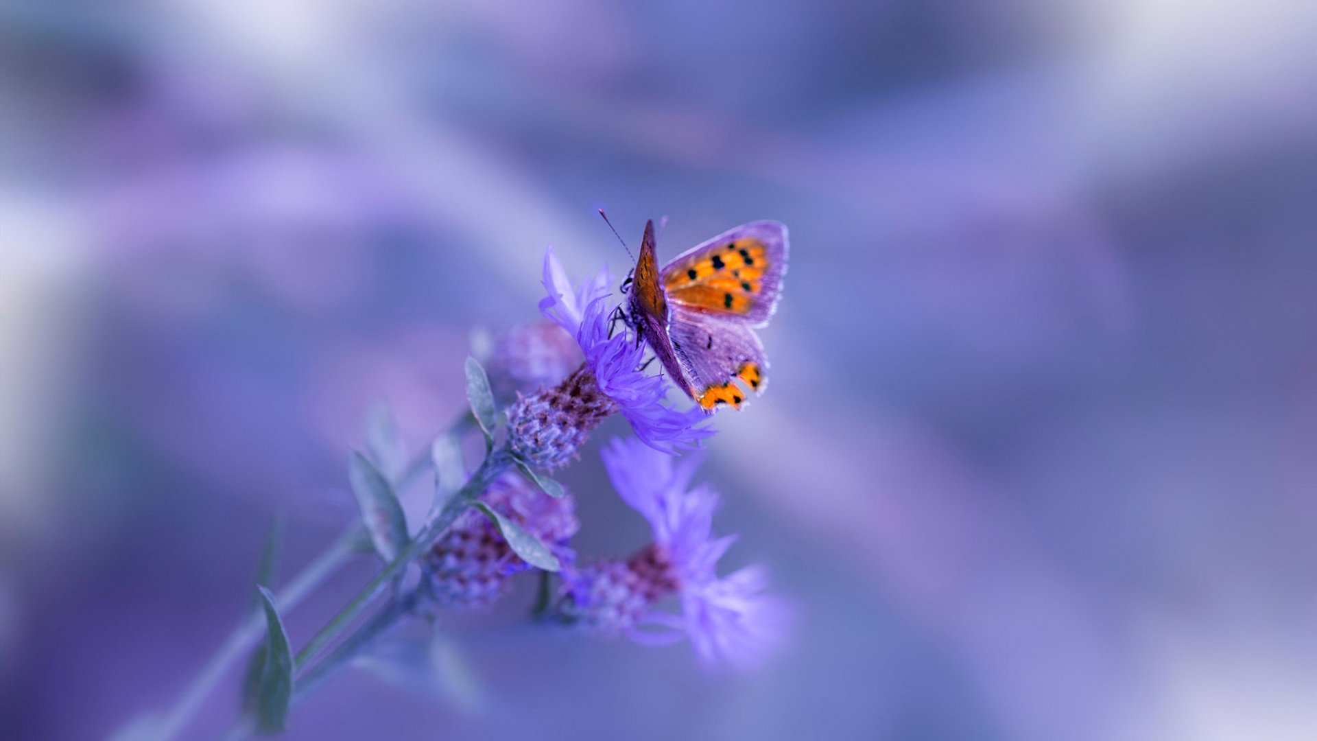 Chinese Taipei战术解析：如何应对世界强队的挑战