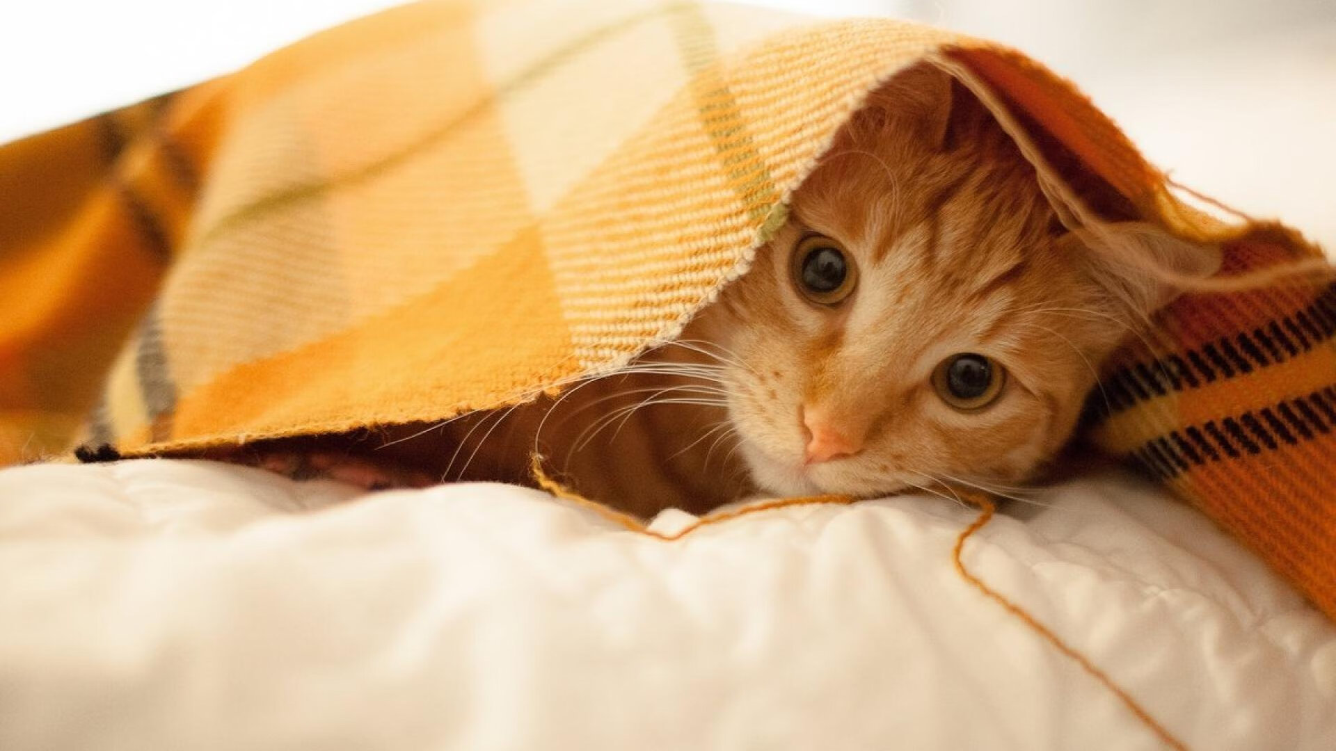 “自由搏击赛，四川省体育馆成战场！”