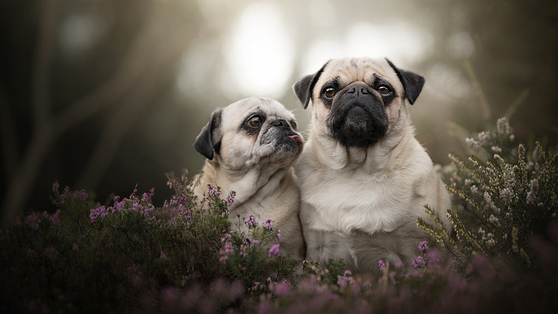 世界选手划频差异形成多元战术