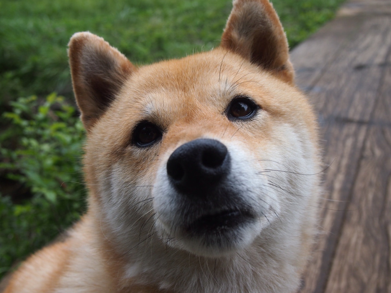 印度乒乓队未来：加强赛前准备与战术优化，印度乒乓球加纳纳