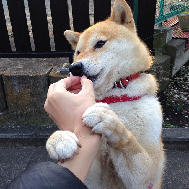 羽毛球全国锦标赛男单决赛上演强强对话，全国羽毛球冠军赛男单冠军