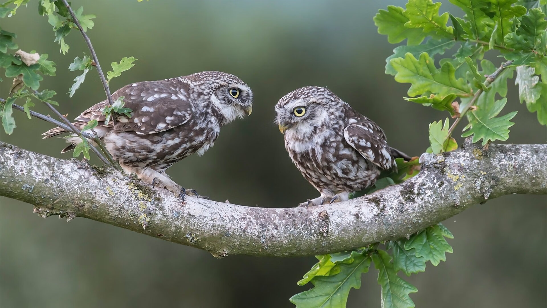 英雄联盟新皮肤联动项目引发二次元热潮，lol新活动皮肤